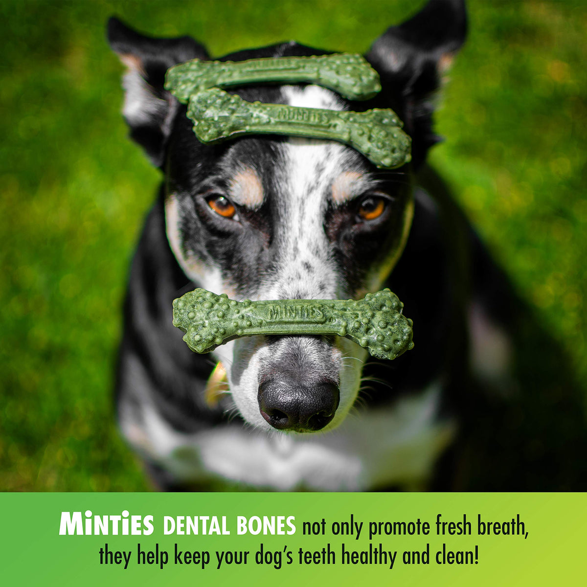 Minties Dog Dental Bone Treats I762524