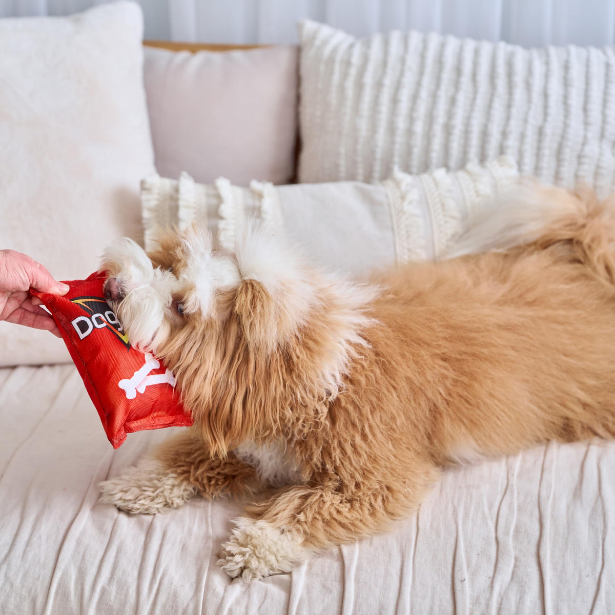 Plush Squeaker Toy for Small and Medium Dogs A2518
