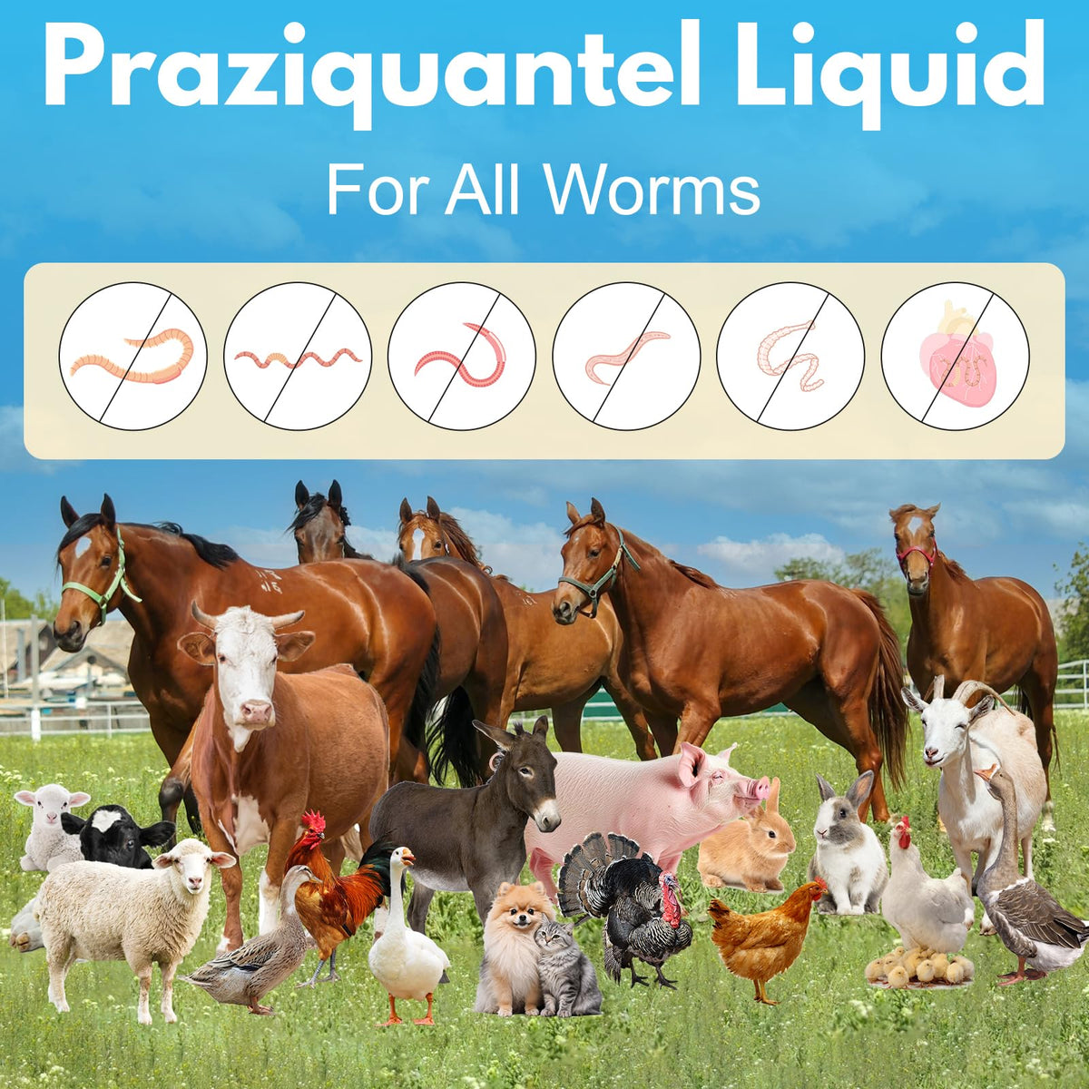 Praziquantel Dewormer 100 mL U623